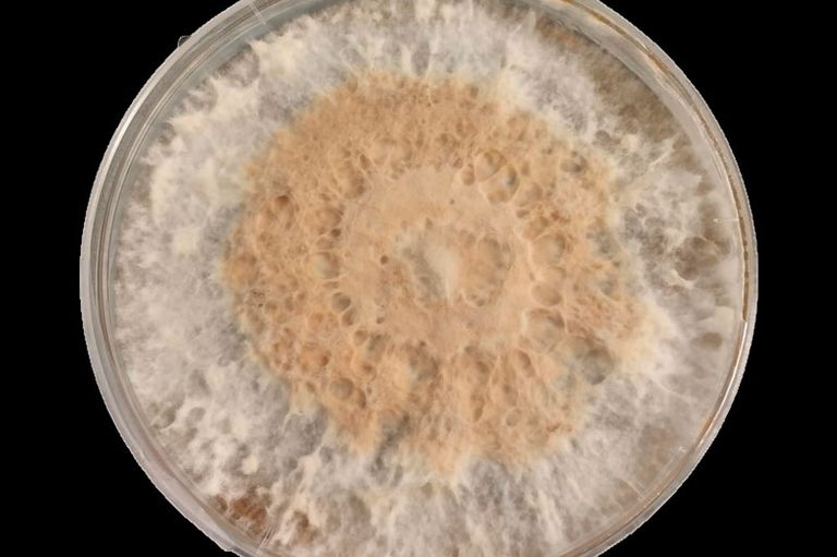 Micelio en Placa de Petrich